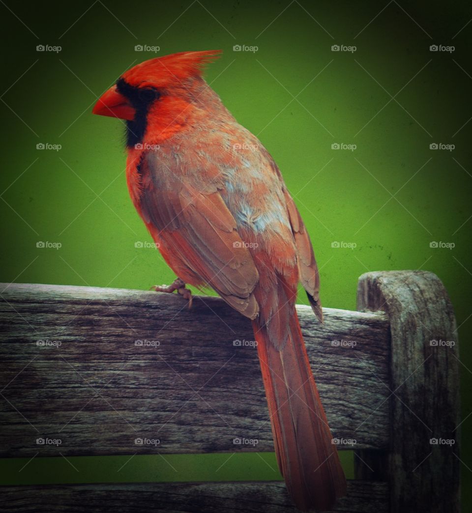 Red Robin - perched on a patio chair posing for a closeup photo - Austin, Texas 