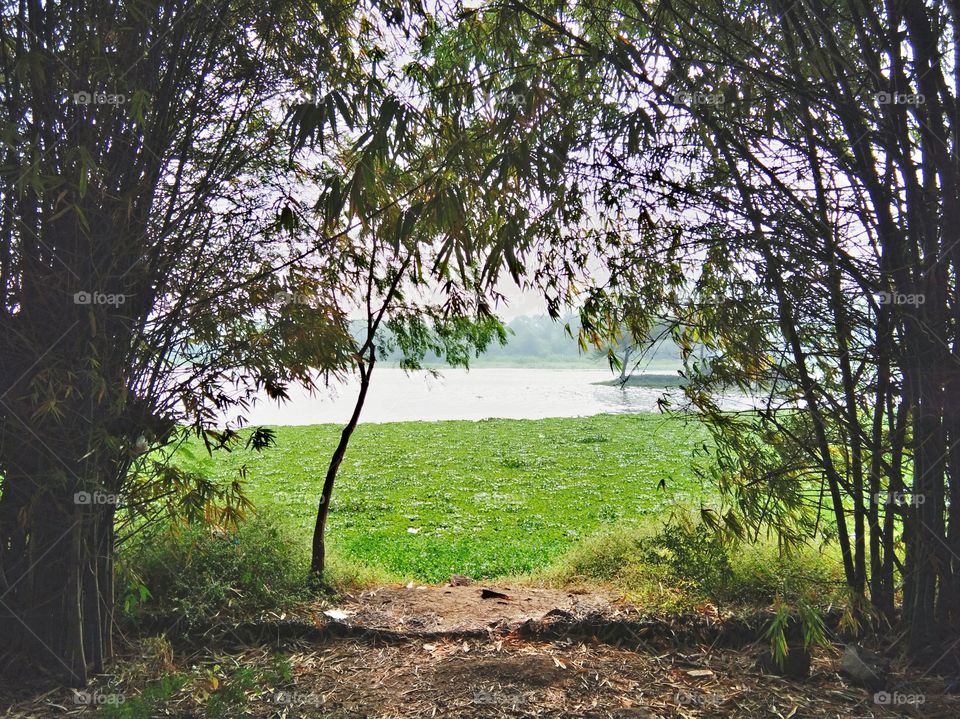 Lake view in between hedge bamboo plant, This photograph is taken from footpath around the lake at Sus Pashan lake pune city.
