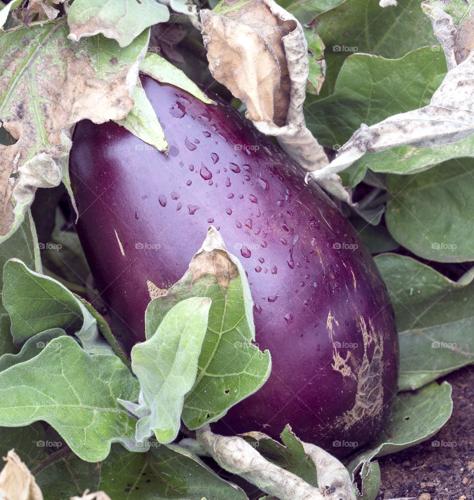 Closeup of large purple  eggplant.