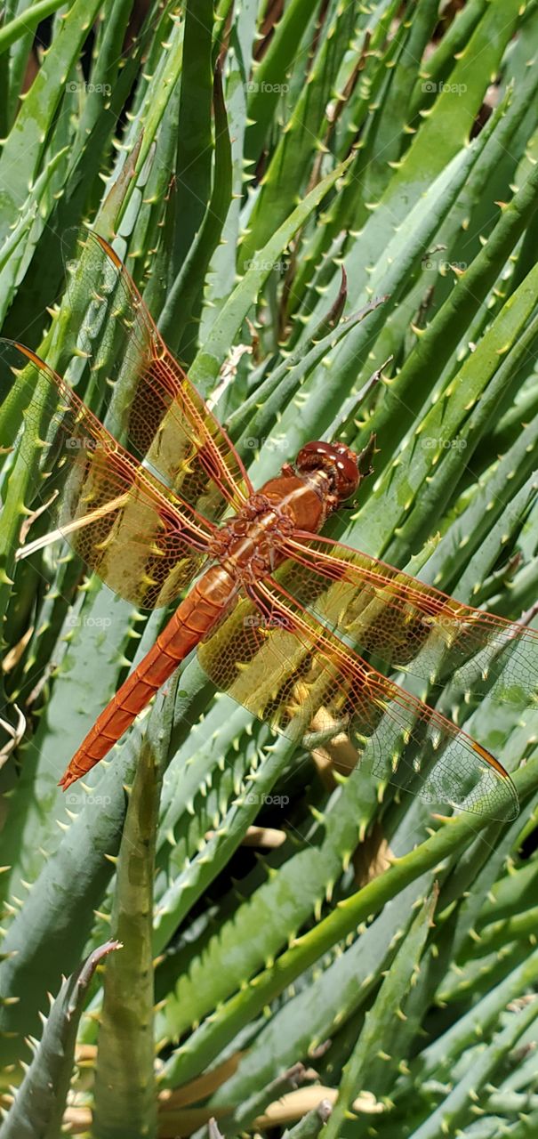 Dragonfly in our garden