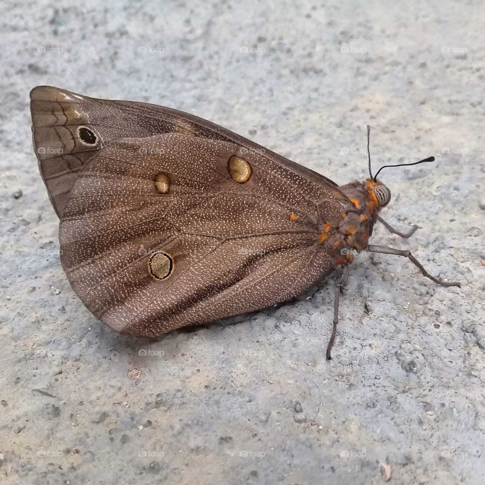 BUTTERFLIES - 🇺🇸 A butterfly resting after its flight.  She did it and was quiet there, standing there, wanting to be photographed. / 🇧🇷 Uma borboleta descansando depois de seu voo. Ela fez pode e ficou quietinha ali, parada, querendo ser fotografada.