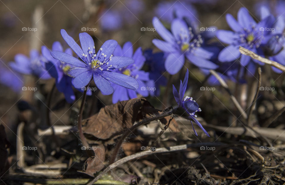 flower