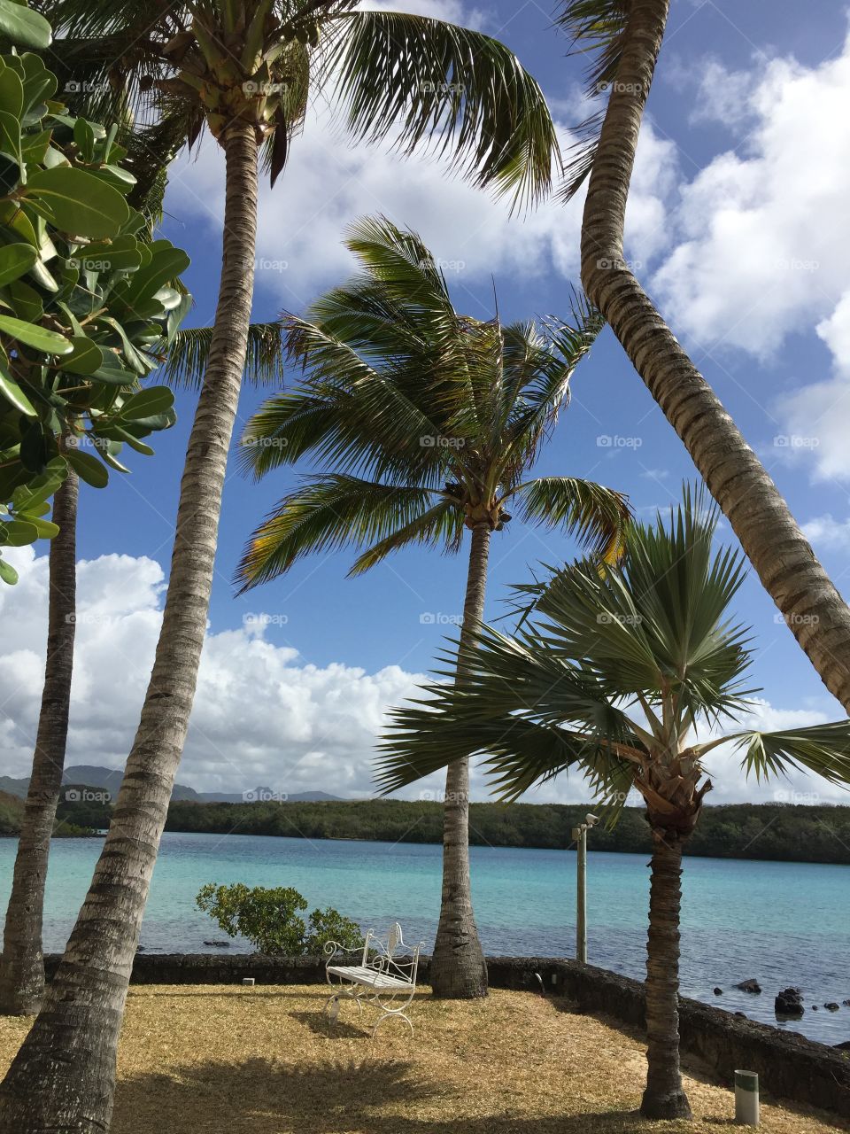 Scenic view of palm trees at sea side