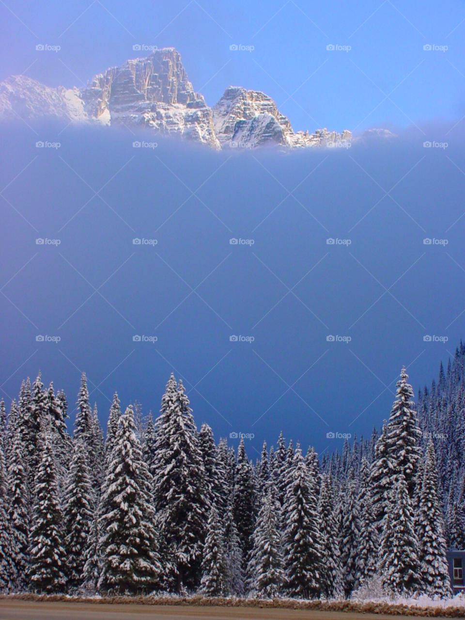 snow trees cloud fog by kshapley