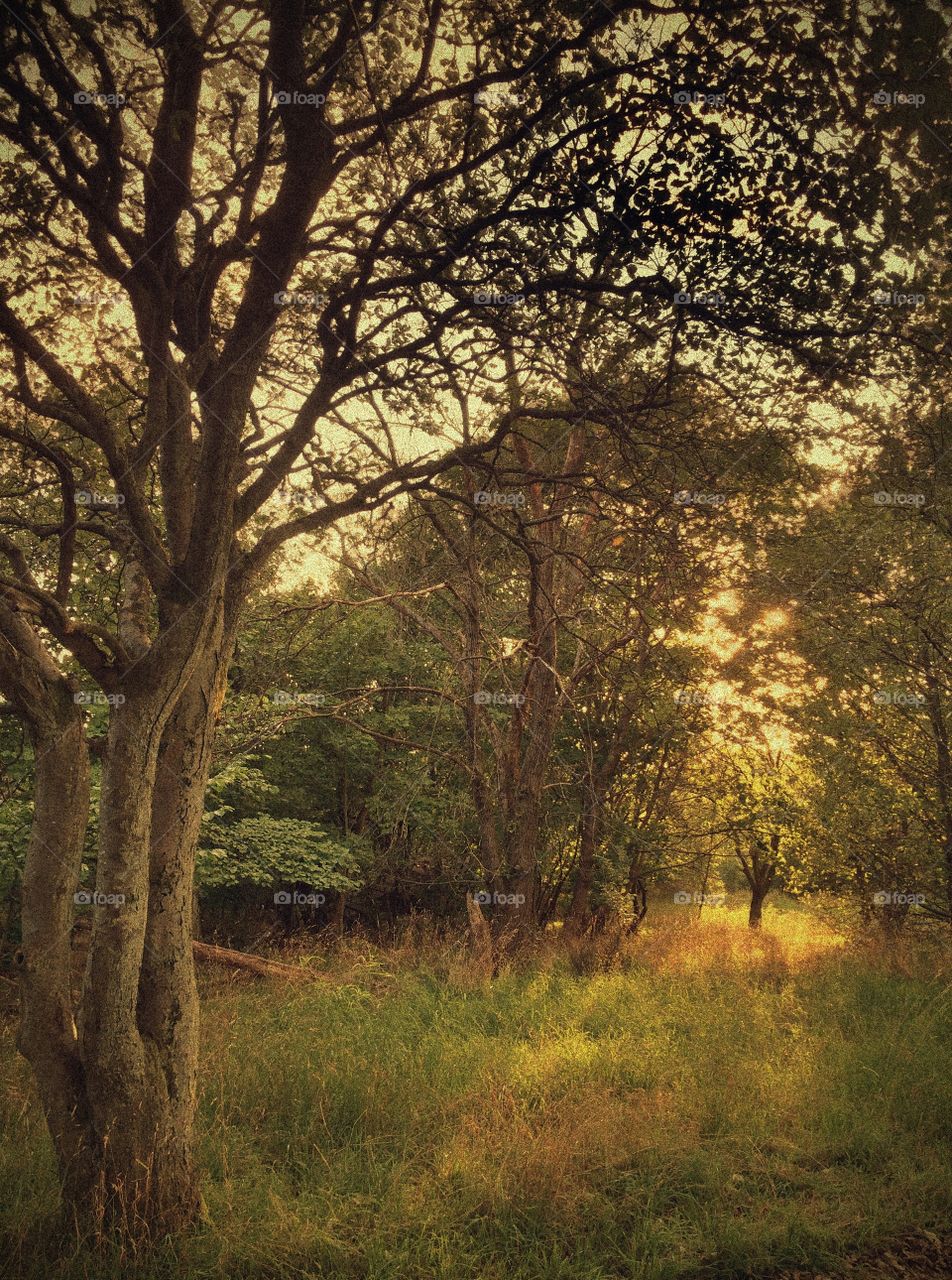 Magic forest, magic hour