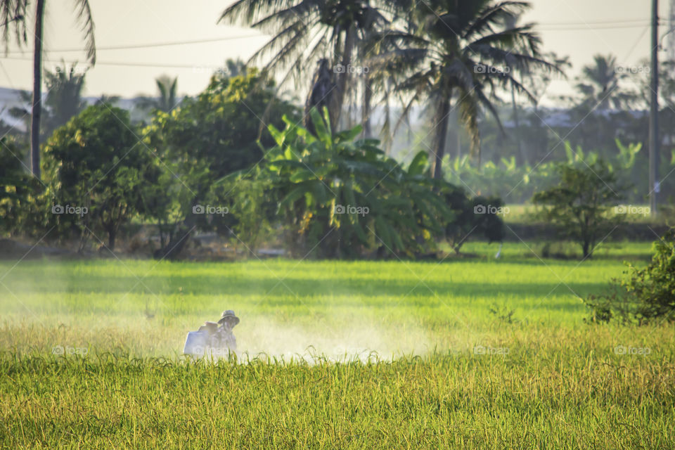 Farmers are spraying crops in a green field.