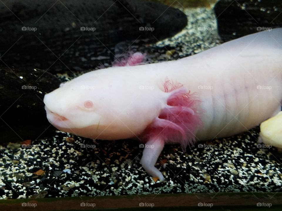 pink axolotl walking in sand in aquarium