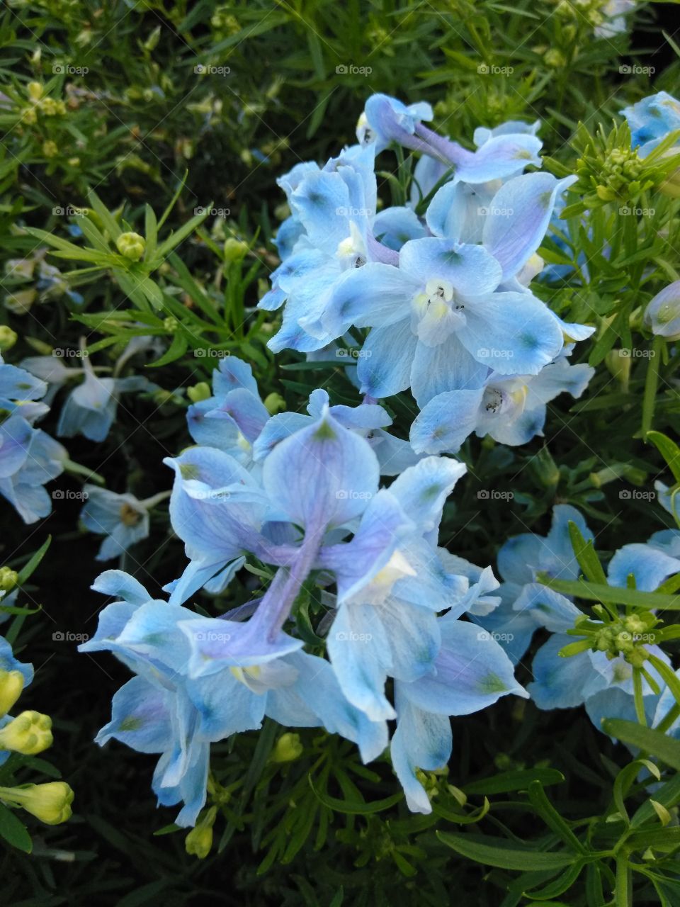 Baby blue flower