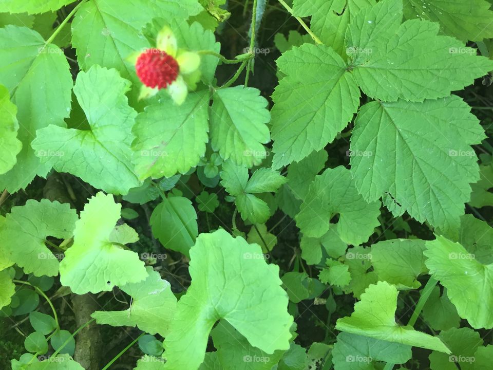 Colorful berries
I've always called these wild strawberry 