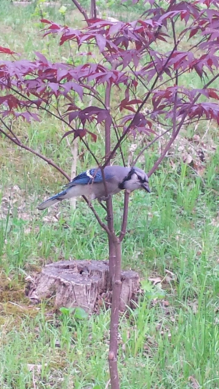 Blue Jay in Japanese Maple. Blue Jay in front of my house