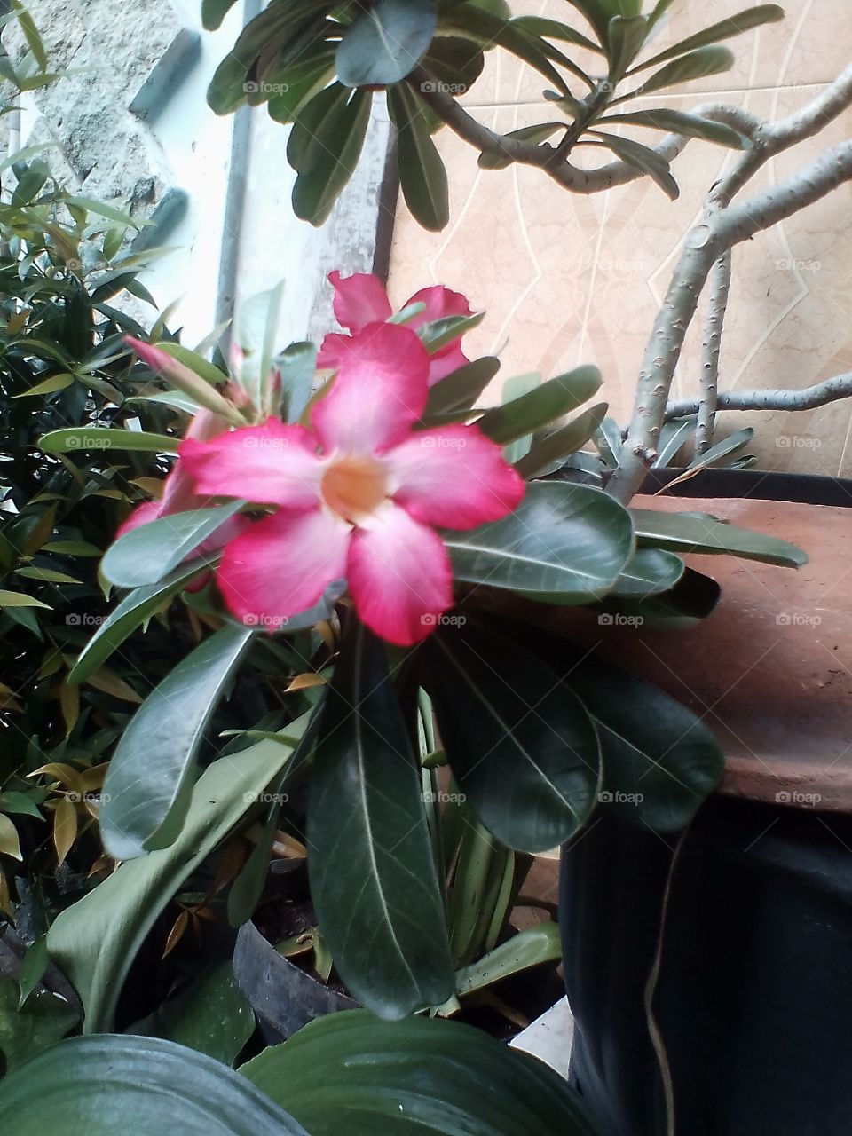 The beautiful flower