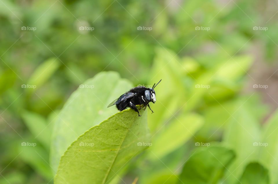 Carpenter Bee On Leaf Tip