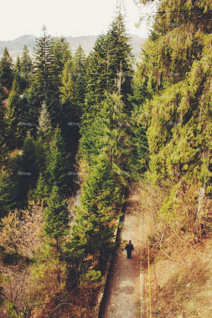 Wood, Tree, Landscape, No Person, Outdoors