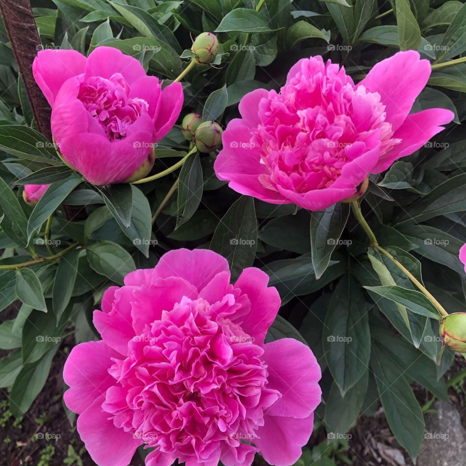 Peony