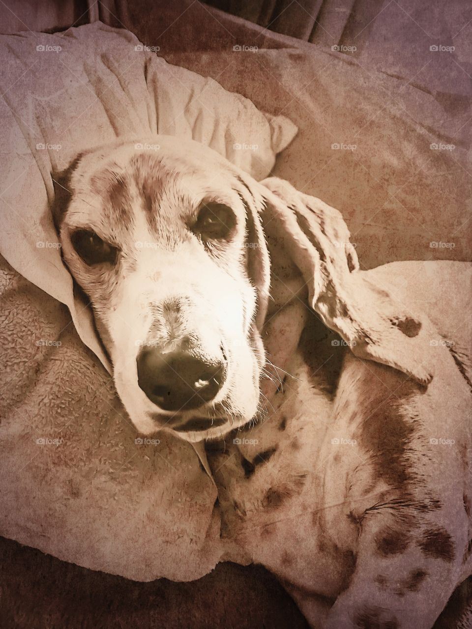 My senior Basset hound Cooper