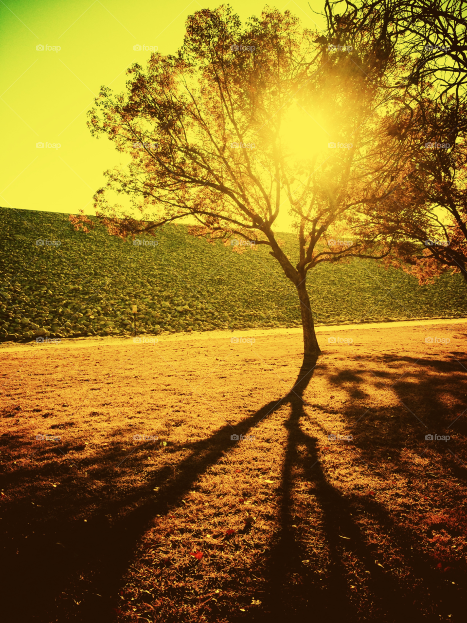 grass tree shadow sun by patrickshen