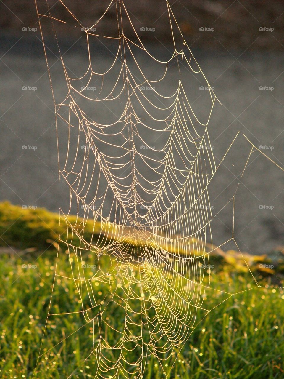 Web