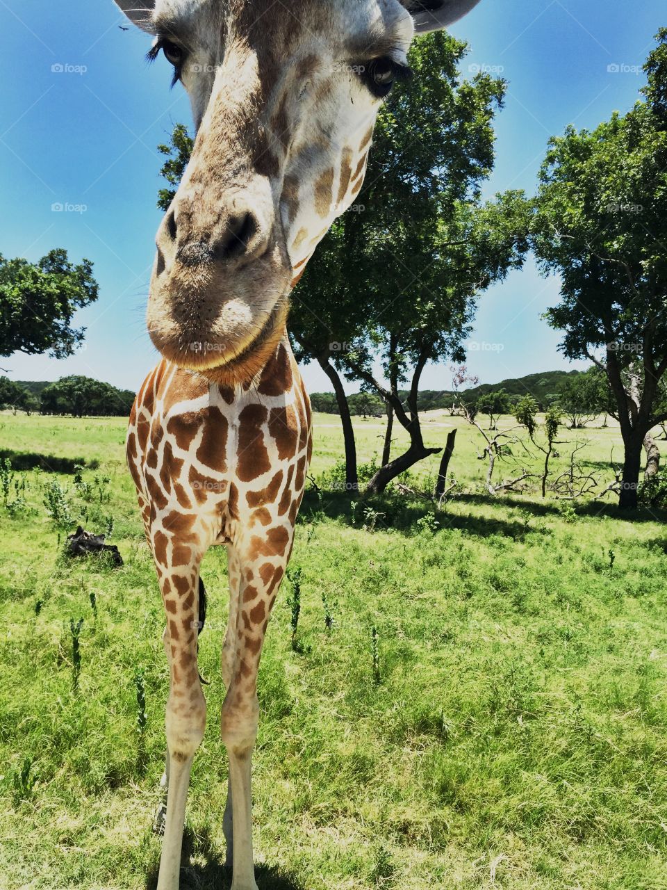 Giraffe 