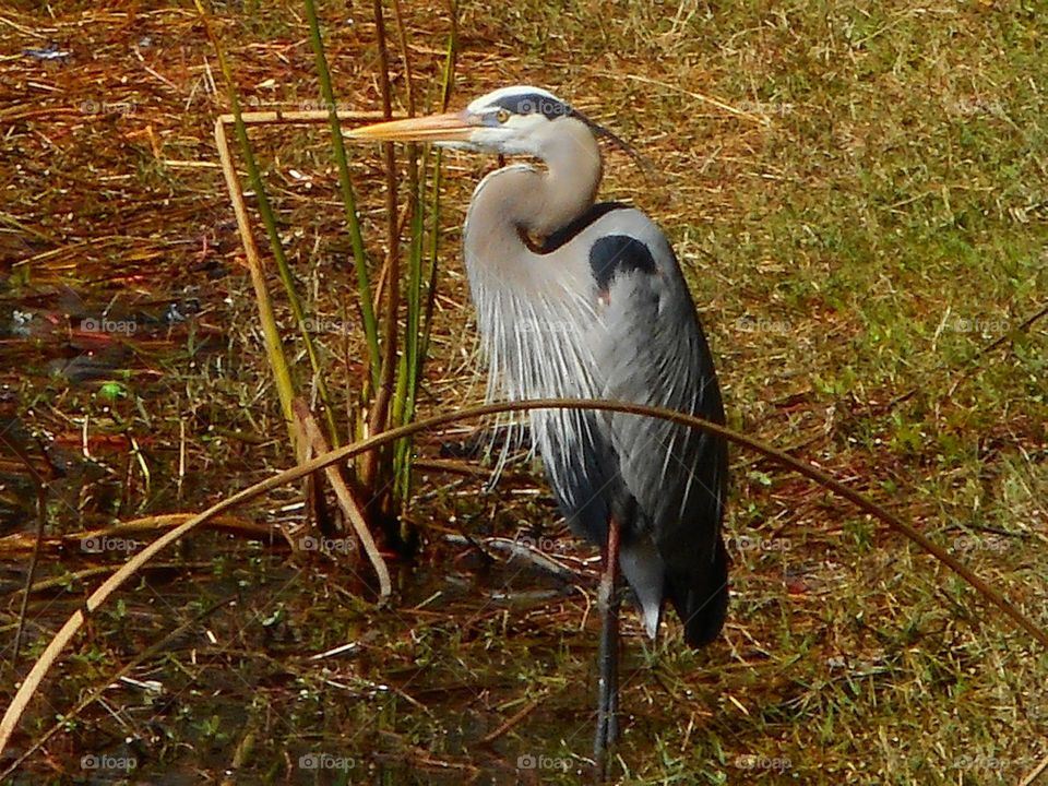 A blue heron stands in the grass and looks out over the water at Lake Lily Park in Maitland, Florida.