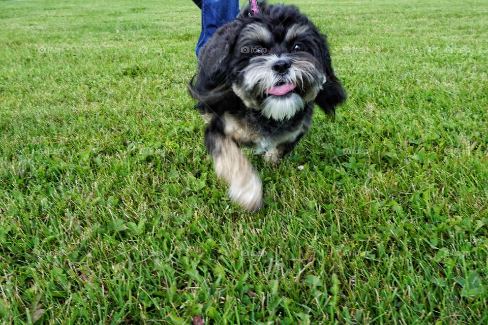 Dog with pet owner running on grass