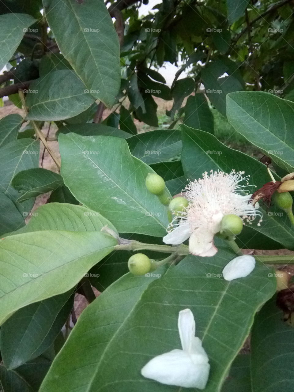 flower of guava tree