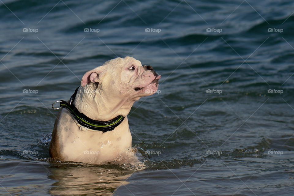 Bulldog bañandose en el mar