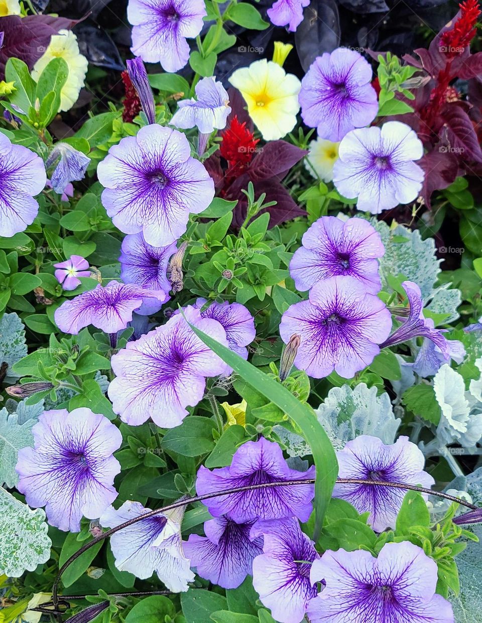 Purple Petunias