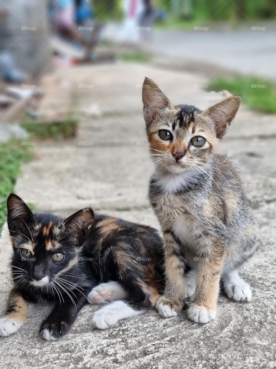 Beautiful kittens