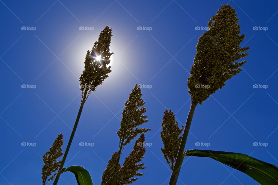 Sun behind the sorgum