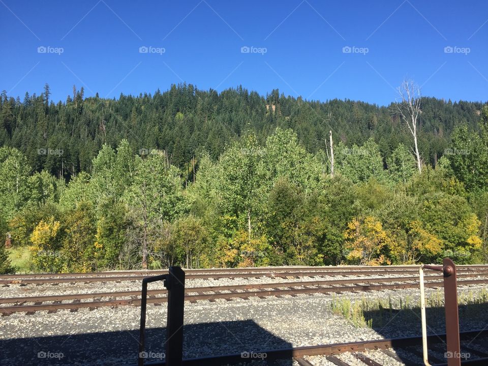 Wood, Tree, No Person, Nature, Fall