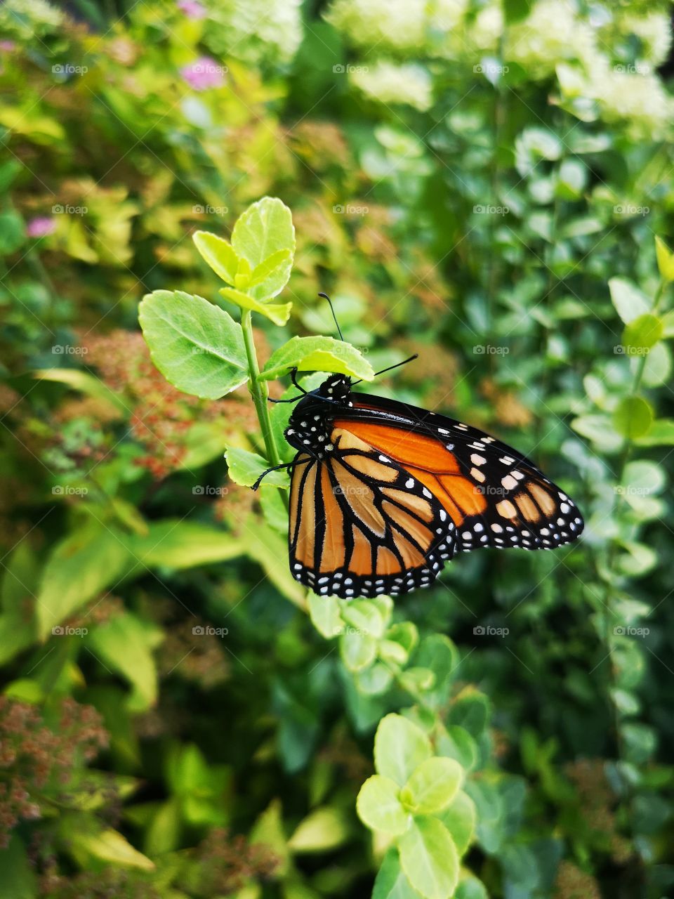 Monarch Butterfly