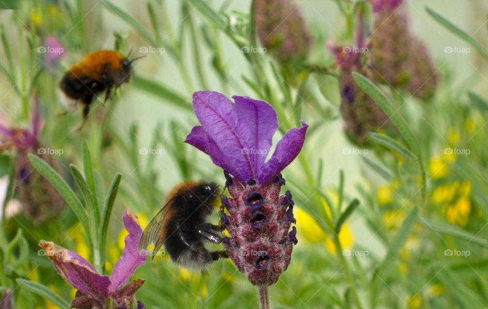 Bees and flowers