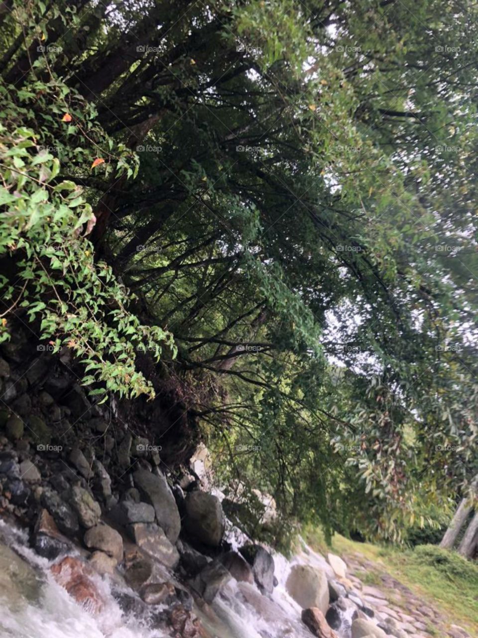 wonderful stream natural view