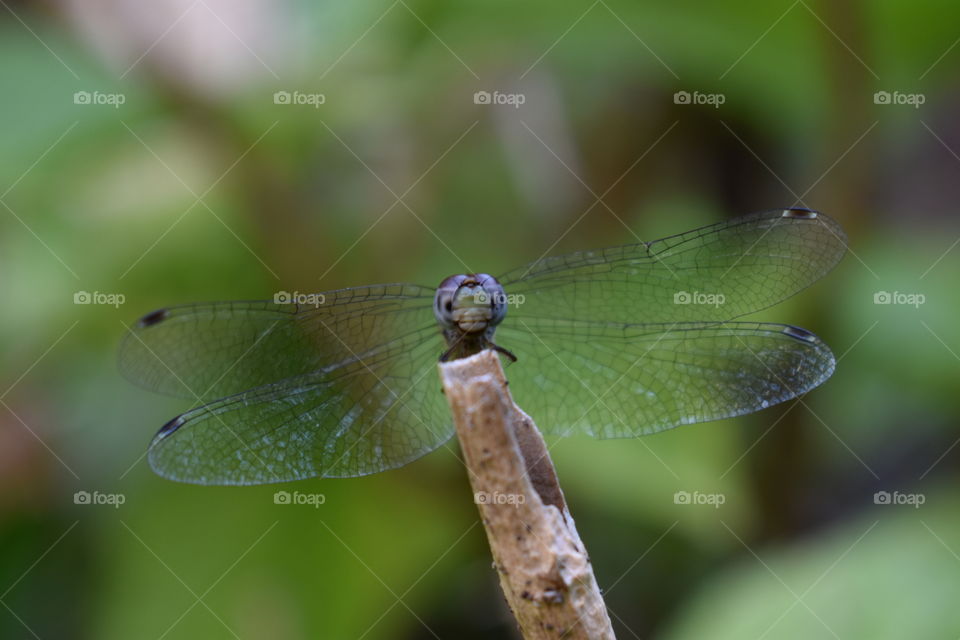 dragonfly perched on a stick