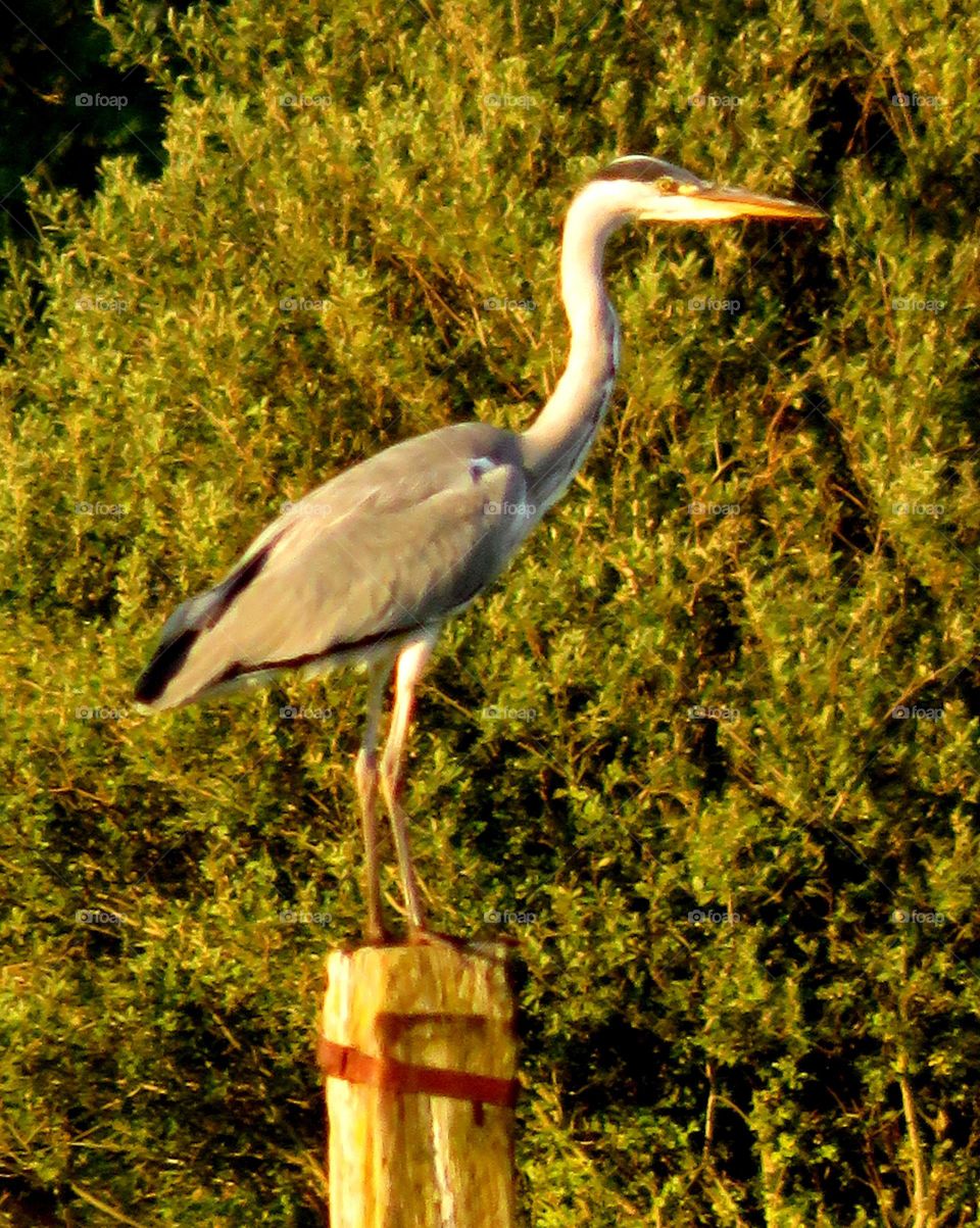 perched heron