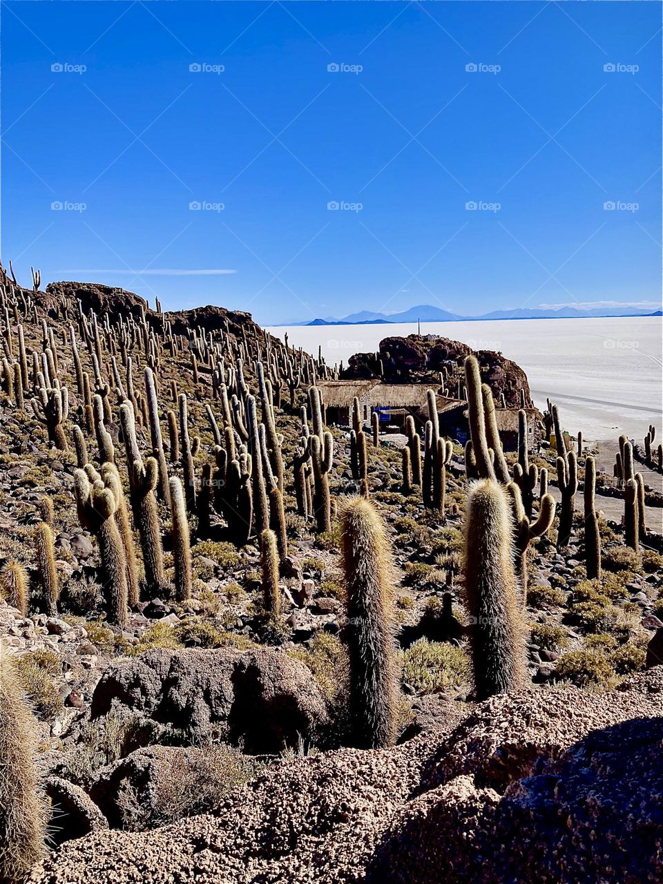 The “Uyuni Salt Flats” in “Bolivia” cover an area of approx. 11,000 squ km or 4,248 squ miles. This vast salt desert has no plant life but in the center on the “Isla Incahuasi”, a former island gigantic cactuses flourish. 2022. Hypnotic Productions