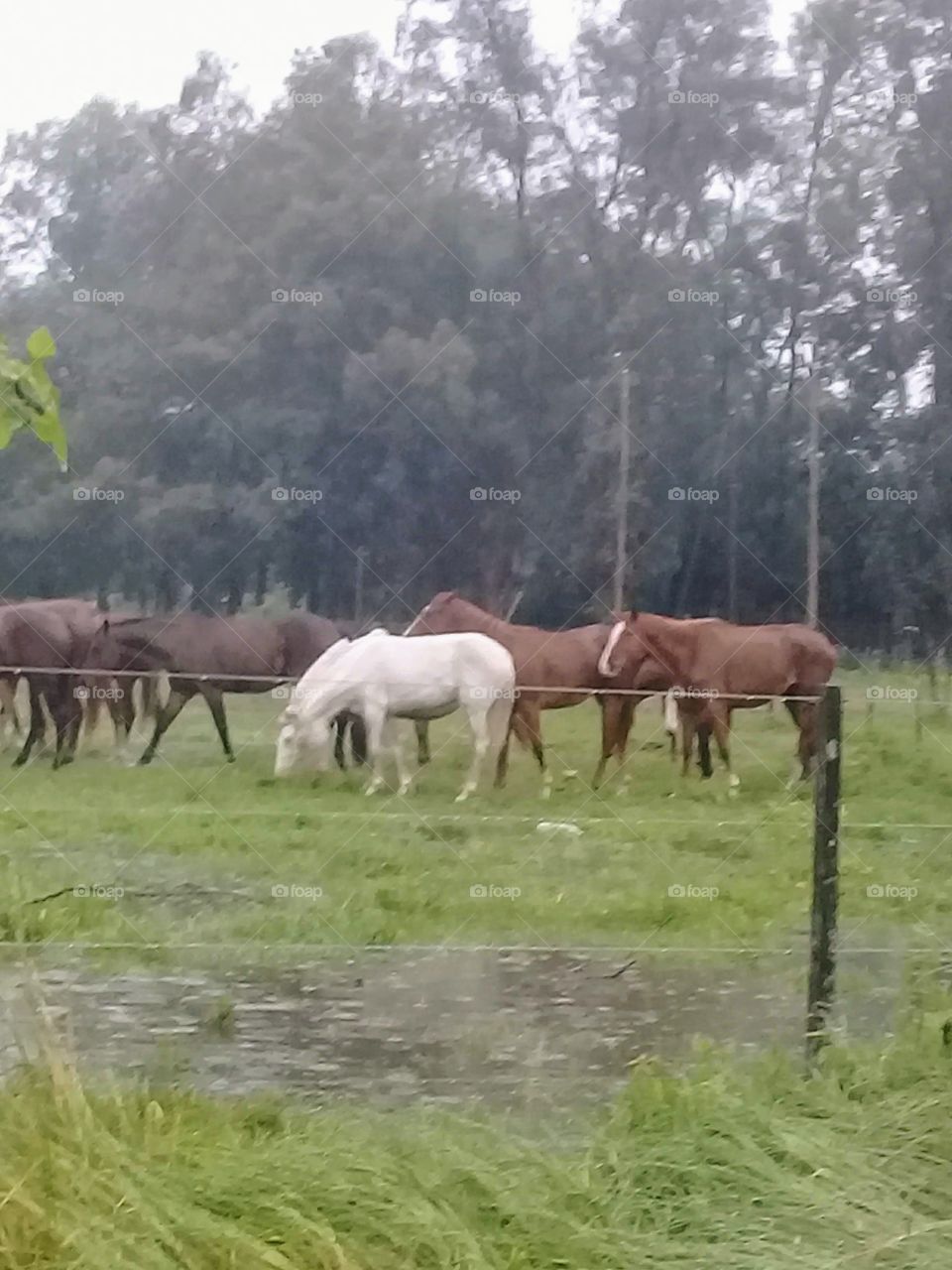 Escena rural. Caballos pastando en el campo bajo una fina llovizna de primavera. General Rodríguez,provincia de Buenos Aires. Argentina