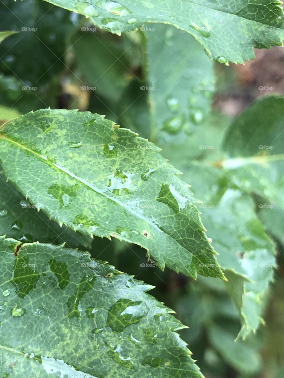 Leaves after the rain