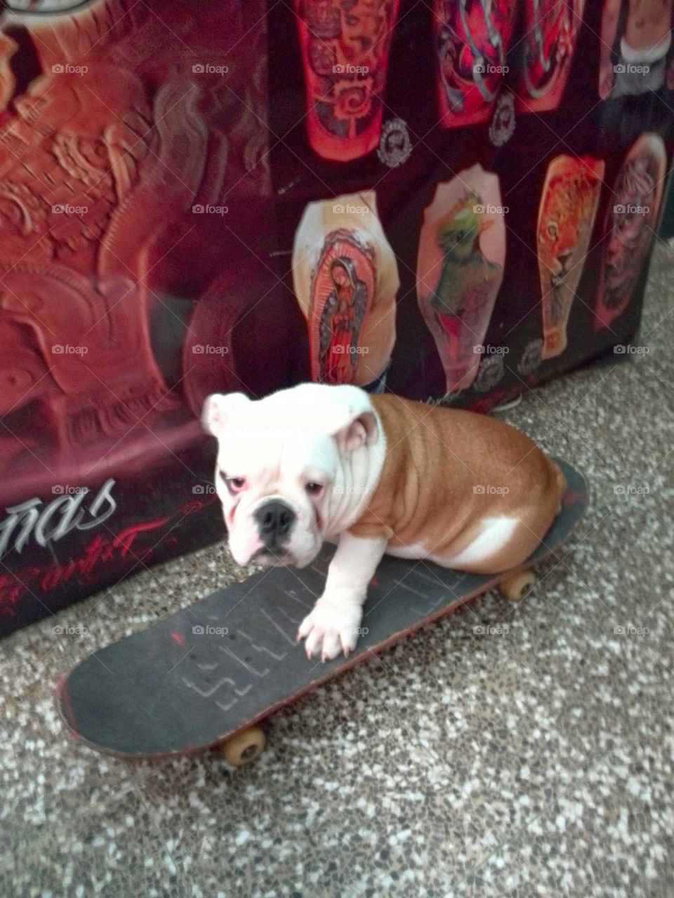 Bulldog riding a skate