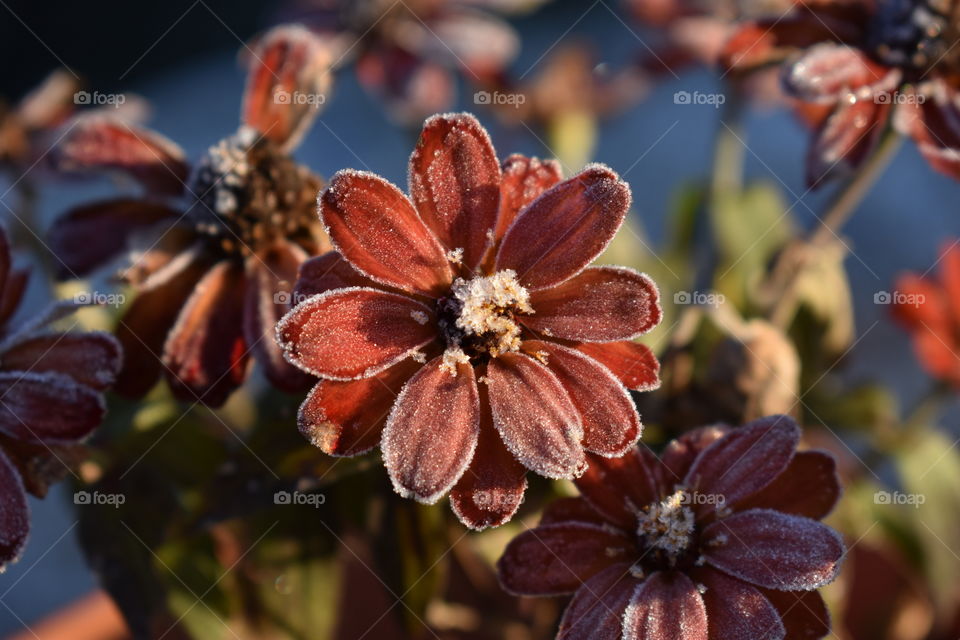 pretty Frost zinnias