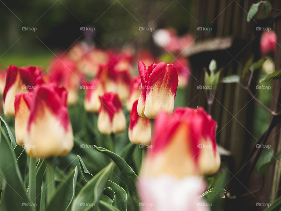 Purple tulips in bloom
