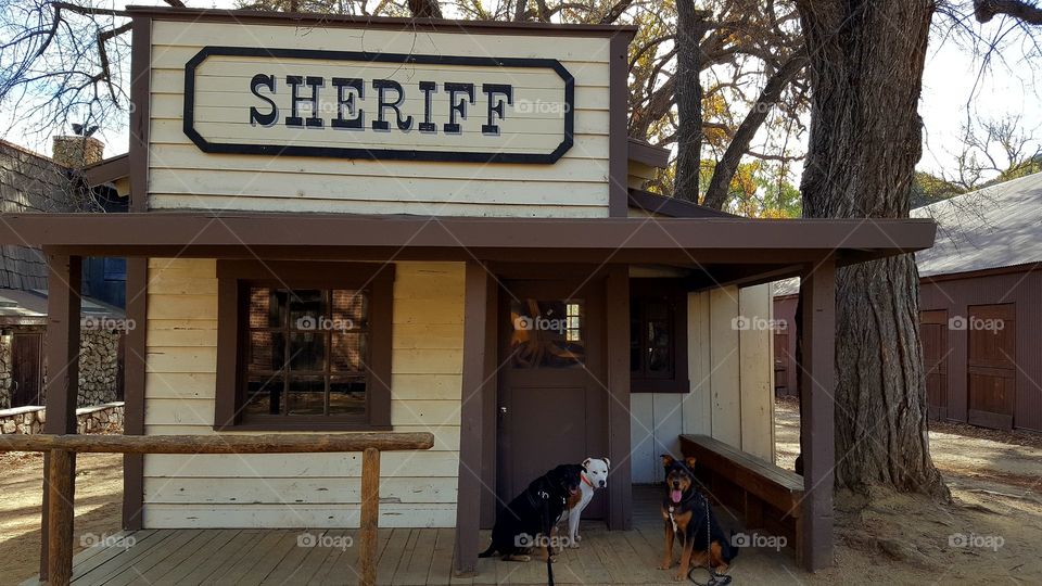 dogs at the sheriff