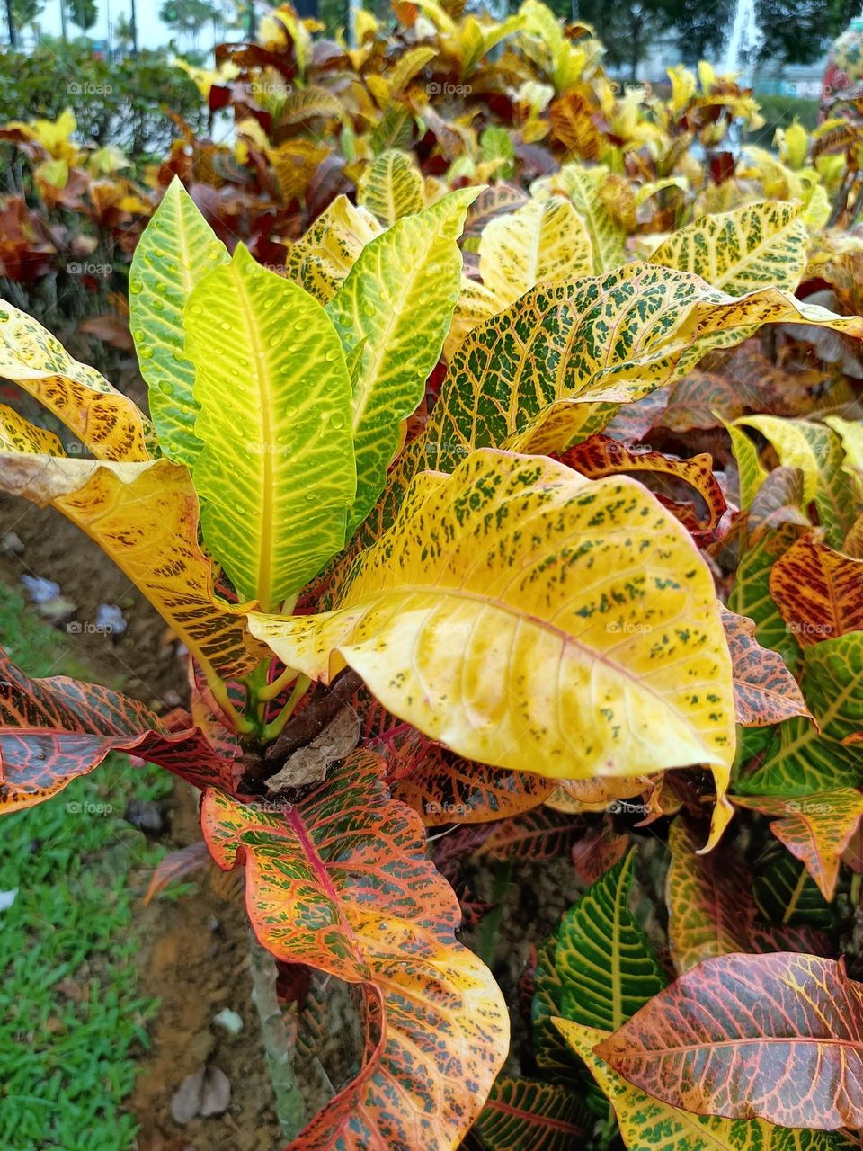 beautiful plants