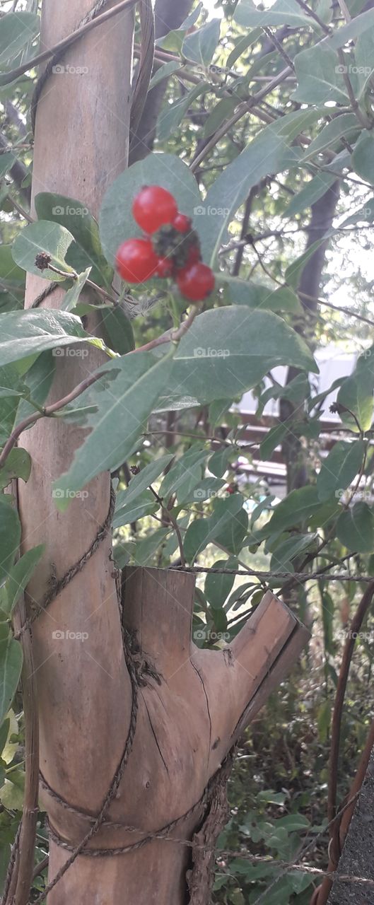 red woodbine fruits