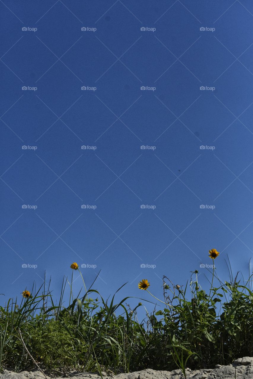 Sunflower with summer blue sky as background