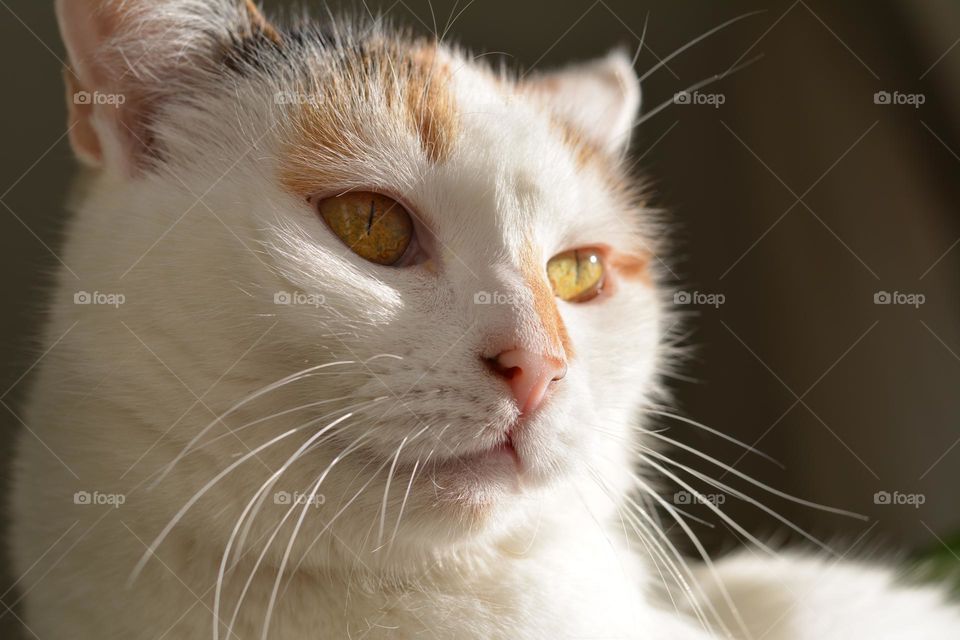 happy cat beautiful portrait in sunlight home