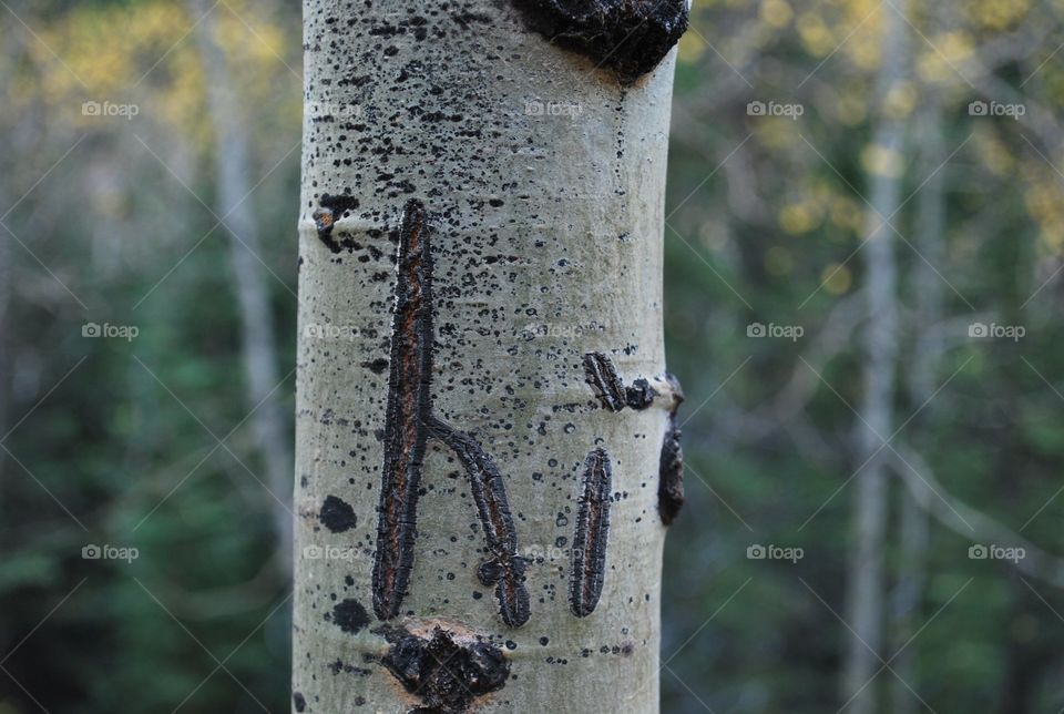 Hi Carved into a Birch Tree, Hello, Fall, Alberta, Nature, Canada, Hike