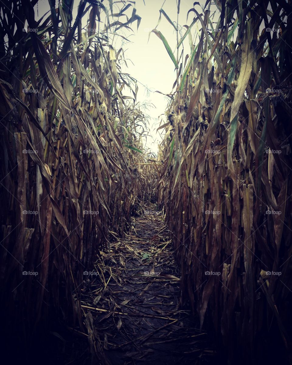 Creepy corn maze