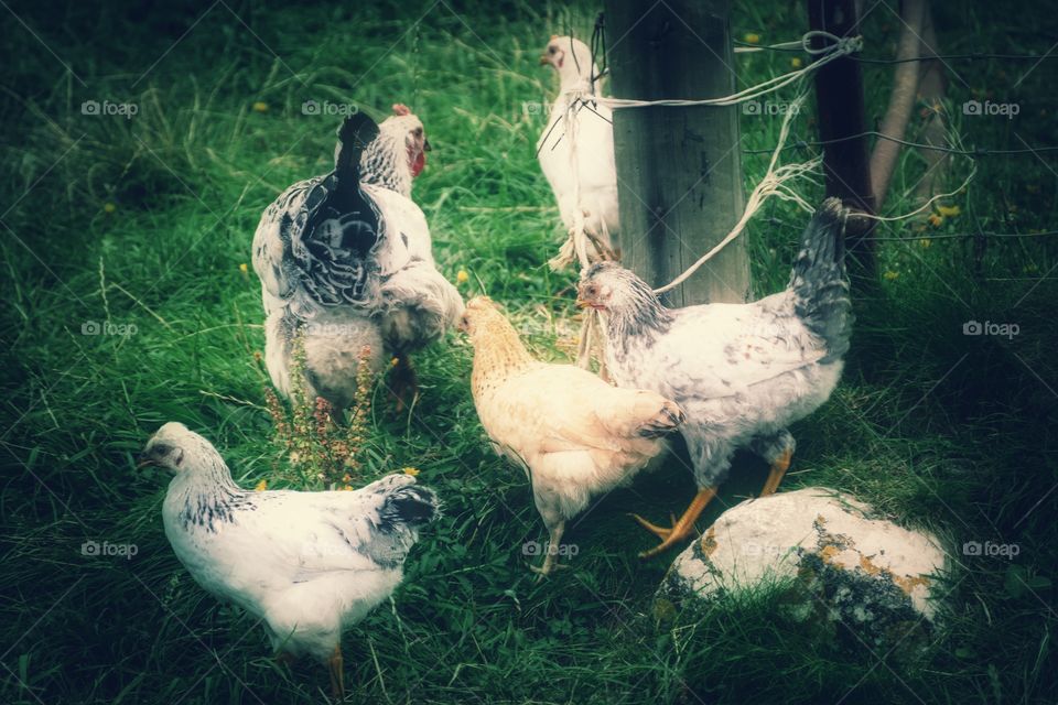 Poultry, Bird, Hen, Farm, Nature