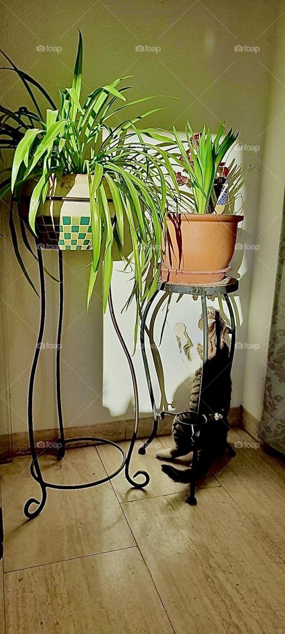 Potted plants displayed on two iron cast offset level stools in the living room bathed in bright sunlight in a house somewhere in „Bavaria“, Germany. 2023. Hypnotic Productions